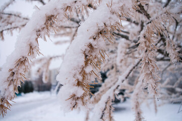 snow on larch city Park first snow November 2016 Moscow walk