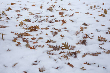 orange oak leaves in the snow first snow frost background texture November 2017