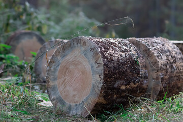 Wood harvesting concept. Large pieces of sawn wood in the forest.