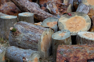 Wood harvesting concept. Large pieces of sawn wood in the forest.