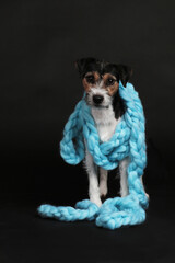 Cute parson russell terrier dog wrapped in blue wool