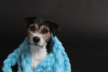 Cute parson russell terrier dog wrapped in blue wool