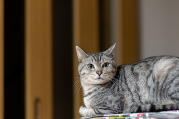 見つめる猫　サバトラ猫