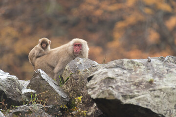 背中に子供を乗せたサルの親子