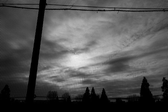 冬枯れの木　12月