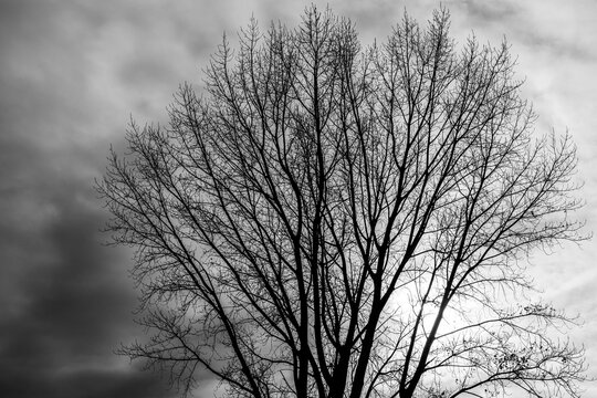 冬枯れの木　12月 - Powered by Adobe
