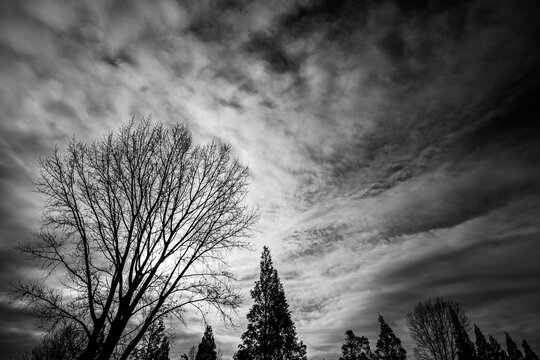 冬枯れの木　12月