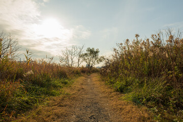 冬の青空と枯れ野原