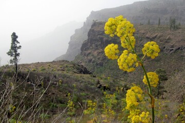 Amazing plant Giant fennel, Ferula communis growing in mountains on misty day, met during trekking around Los Azulejos in Gran Canaria, Canary Islands, Spain