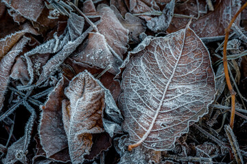 Winter rime on dry autumn leaves.