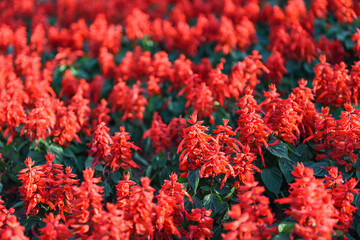 Salvia flowers in the garden, Beautiful blooming flowers Red Salvia (Salvia splendens).