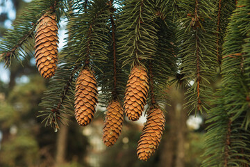 cones on a branch