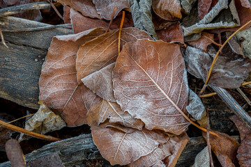 Winter rime on dry autumn leaves.