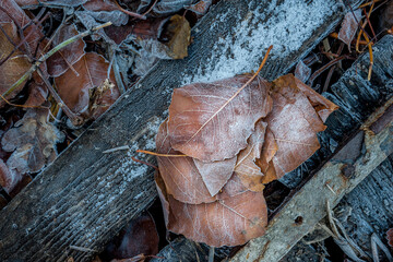 Winter rime on dry autumn leaves.