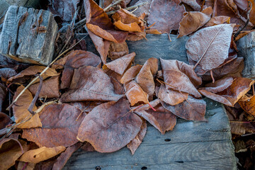 Winter rime on dry autumn leaves.