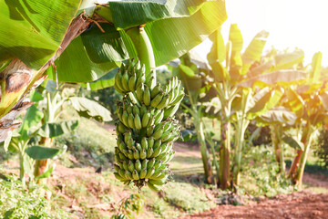 Green bananas in the garden on the banana tree agriculture plantation in Thailand summer fruit.