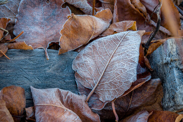 Winter rime on dry autumn leaves.