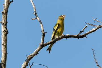 Bright greenfinch sits on a branch in the park against the blue sky. Urban green and yellow warbler in nature habitat.