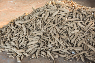 Pile of cassava root agriculture is harvesting tapioca in market from cassava farms. Other name (manihot esculenta, yuca, manioc, mandioca, Brazilian arrowroot).