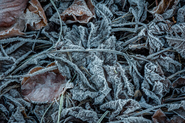 Winter rime on dry autumn leaves.