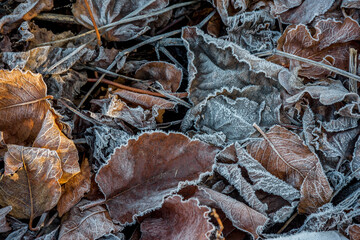 Winter rime on dry autumn leaves.