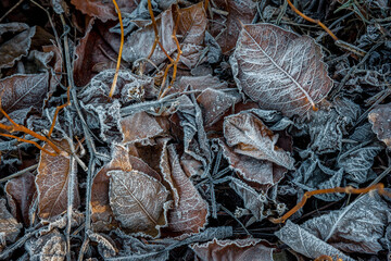 Winter rime on dry autumn leaves.