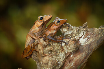 Two eared frog on the wood