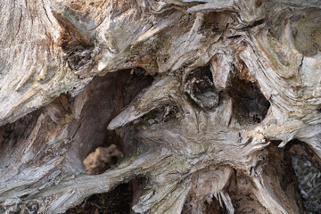 Wooden background. Nature texture. Old tree.