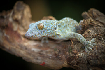 Tokay gecko on the wood