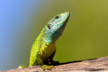 Naklejka na ściany i meble Hellblauer Kopf und Vorderkörper eines Östlichen Smaragdeidechsen Männchen in der Seitenansicht