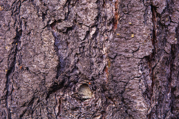 bark of a tree