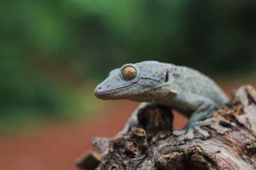 Tokay gecko on the wood