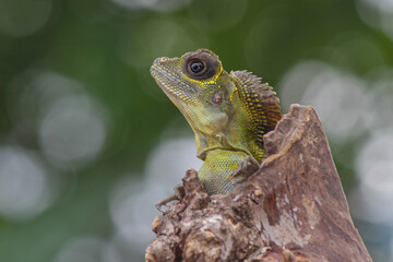 Angle head lizard on the wood
