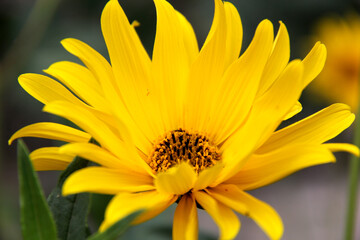 Fototapeta premium une fleur jaune