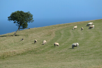 Obraz premium Sheep grazing in the meadow 