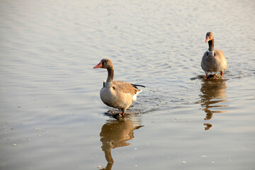 Grey Teal swimming in the lake