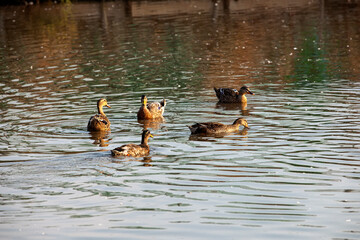 Grey Teal swimming in the lake