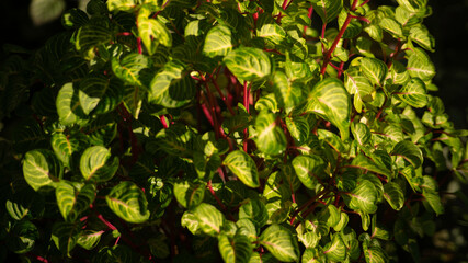 fresh green flowers in the morning
