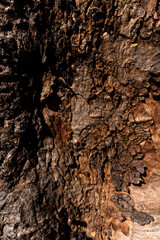 Close up the old dry aging dark red brown tree with natural curve pattern in an abstract texture skin with day light and shadow