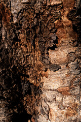 Close up the old dry aging dark red brown tree with natural curve pattern in an abstract texture raw skin with day light and shadow