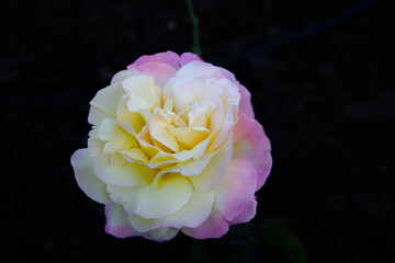 Beautiful white pink rose flower in nature on a dark background	
