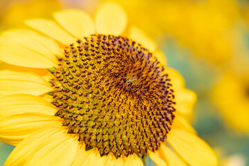 Beautiful sunflower in a garden.