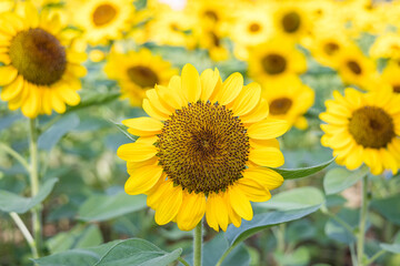 Beautiful sunflower in a garden.