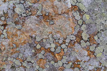 Shapes and textures of lichens embedded in the rock.