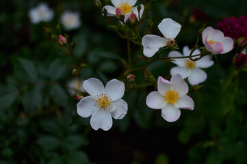White wild rose bush, dark moody photo.