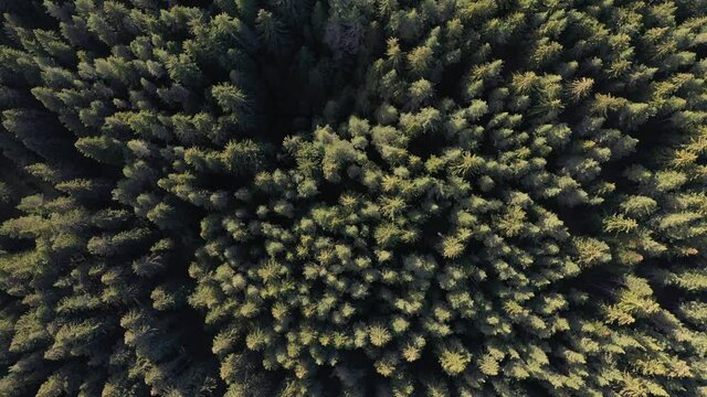 Wald aus der Luft | Luftvideo von einem Wald in Bulgarien