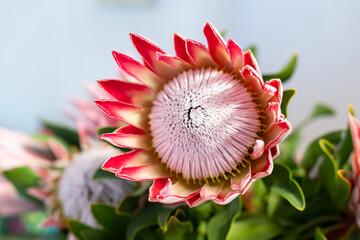Pink King Protea Flower