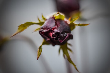 macro of a rose