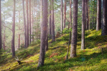 August forest etude-landscape with the Northern nature of Russia in a pine forest