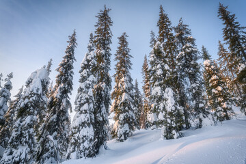 Winter Christmas forest on the mountainside. Snow-covered fir trees in the winter forest.